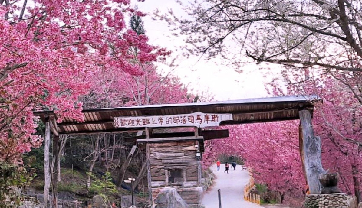 司馬庫斯櫻花季