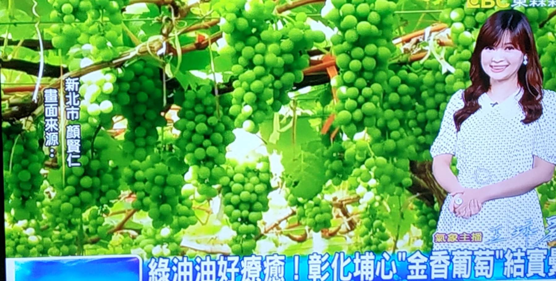 《季節限定-新秘境》葡萄成熟時～【品酒．葡萄宴】採果樂 ★東森氣象主播淑麗報導～很浪漫很美的『葡萄隧道』