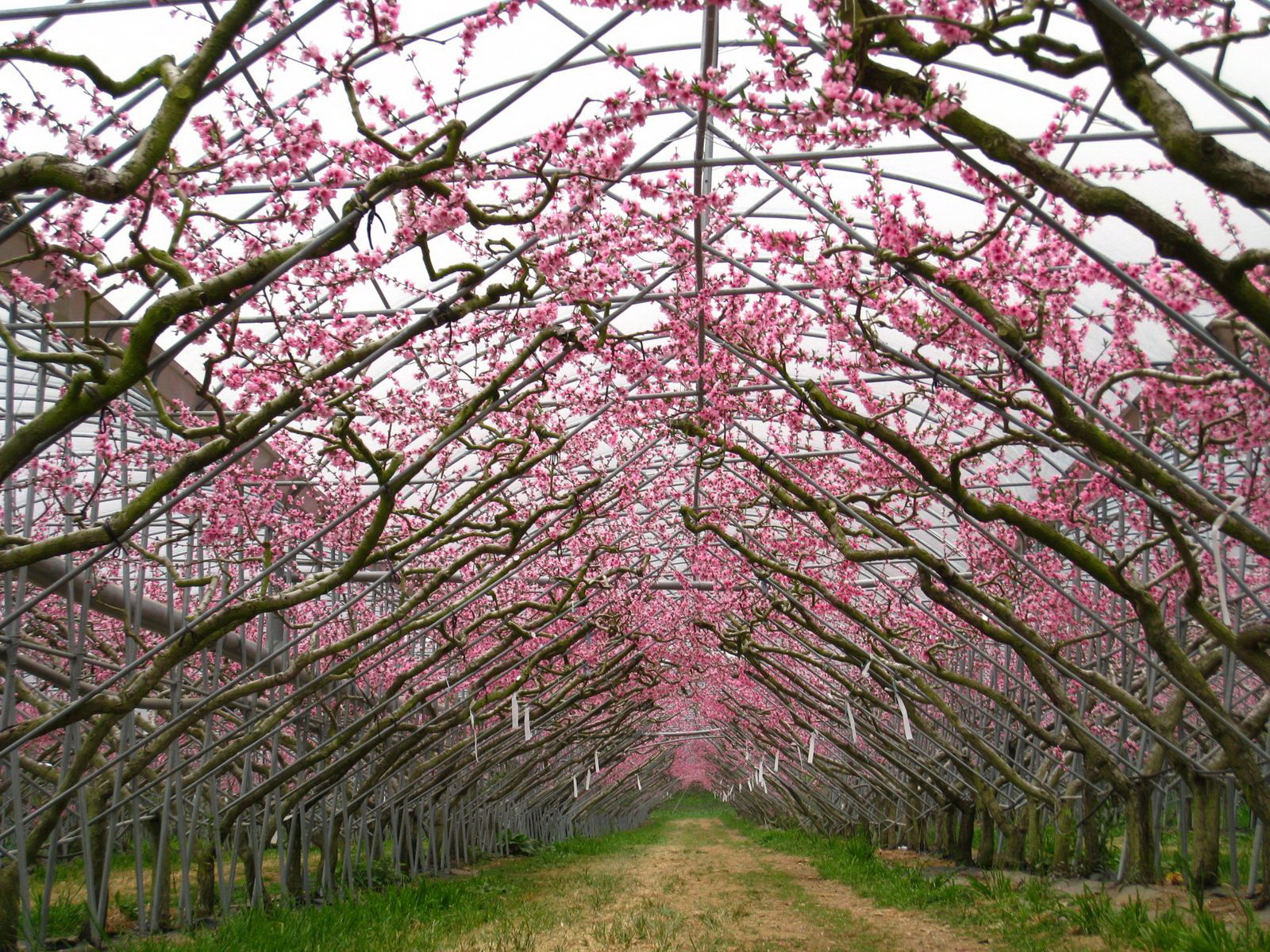 ★《季節限定》桃花舞春風～春之饗宴【梅峰農場】※賞一年一度有名的【桃花廊道】您一定要去看的啦！(●歡迎團體包團)